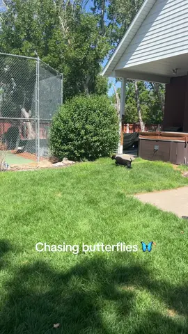 Chasing butterflies #dogs #dogsoftiktok #puppiesoftiktok #dogboarding #doggydaycare 