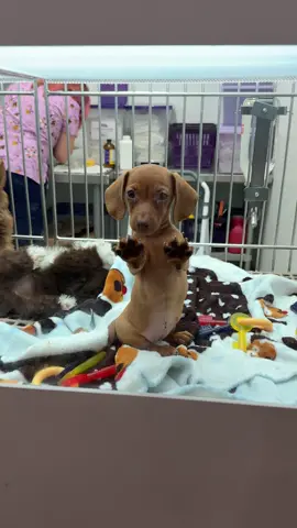 So tiny 😍 #dog #dogs #puppy #dauchshund #puppies 