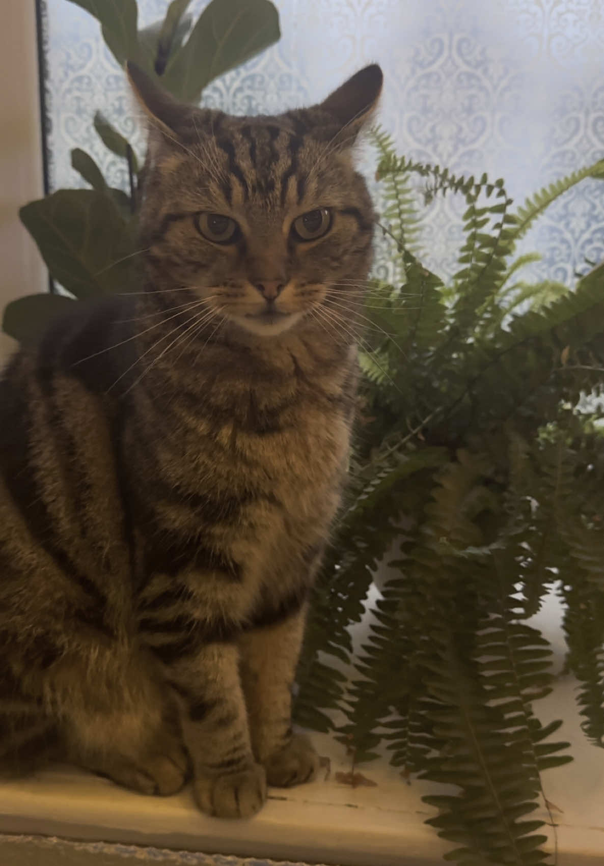 So pawsessive #notmycat #catdistributionsystem #cattok #christhecat #felinefriends 