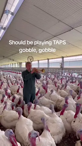 Thanksgiving is right around the corner. #turkey #thanksgivingdinner #taps #fyp #lol 