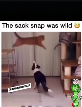 so much going on #fypシ #fyp #cat #dog #viral 