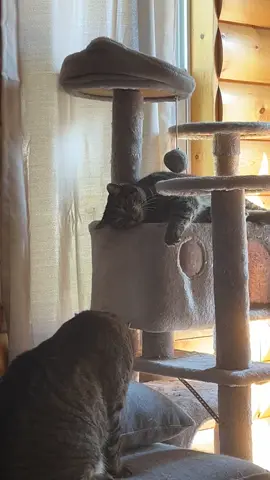 I swear these two will never really like eachother.  🤣🤣#cats #kittens #kittensoftiktok #catsoftiktiok 