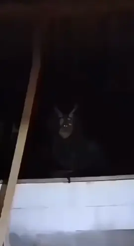 Una criatura espeluznante asustó al autor del vídeo. #terror #fyp #miedo #horror #parati #viral #paranormal #terrorifico #foryoupage #creepy