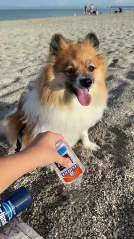 Wait, why did this work??😭💔 #slime #beach #fail #puppy 