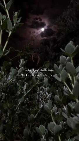 هناك ممرات ، هناك أمل 🤍 #fyp #exploreاكسبلور #foryou #عصام_الشوالي #فارس_عوض 
