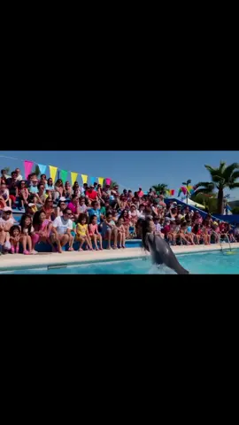 Jessica dolphin accident video #dolphin #attack #jessica #trending #foru 