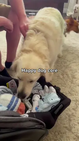 Happy dog core 🐶🐶🤣🤣 Do you have a dog! Let me see it in the comments!! #funnydogvideos #dogsoftiktok #funnyvideo 