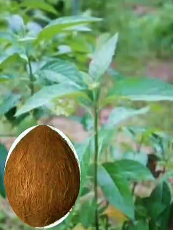 Discover the ancient African remedy everyone is talking about! Bitter leaf and coconut water, soaked overnight, can flush infections, boost fertility, lower blood pressure, and improve bedroom performance naturally. This simple home remedy is packed with antibacterial, antiviral, and detox powers. Watch how Grandpa explains it in a funny but powerful way you’ll never forget. Nature is more powerful than the pharmacy — try it today and feel the difference. #BitterLeaf #CoconutWater #NaturalRemedy #HerbalMedicine #FertilityTips 
