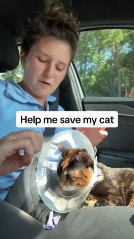 Obviously I am a mess right now, anything helps thank you for watching Venmo: @stephmiller2408 #catsoftiktok #cat #kitty 