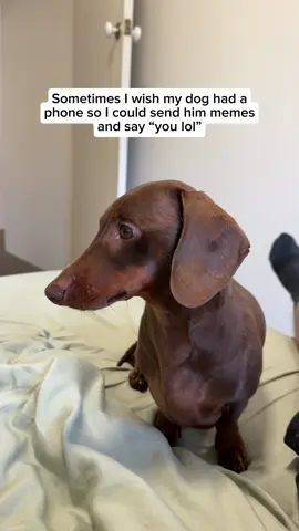 So so so often 🤣🤣🤣 #meme #doggo #dachshund #sausagedog #doglife 