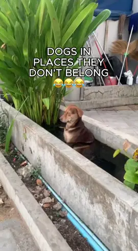 Share a pic in the comments of your dog in a place it shouldn’t be!! 😂😂😂 #funnydog #dog #doglover #dogs #dogsoftiktok 