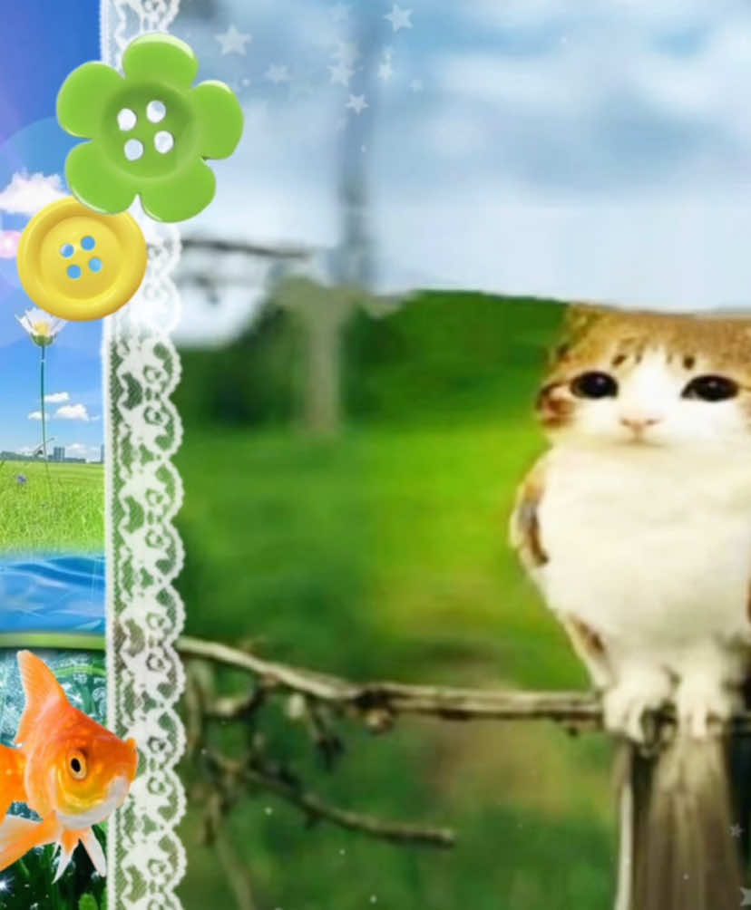 #meowl #cat #moodboard #fyp #owl 