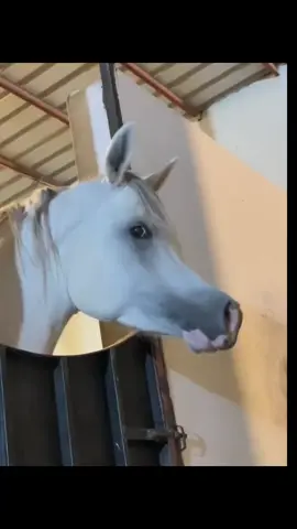 #explore #fyp #خيل_وخياله🐎 #خيل