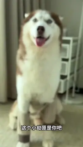Puppy watching its reflection in water#tiktokchallenge#dogworld