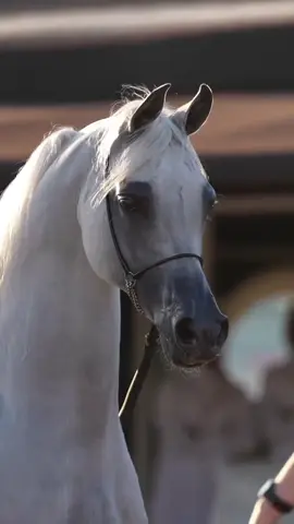 #عاشقة_الخيل🐎❤ #ردنا_نعيش_ضحكه_والزمن_ماراد💔😞 #شعراء_وذواقين_الشعر_الشعبي🎸 #مالي_خلق_احط_هاشتاقات #اكسبلورexplore 