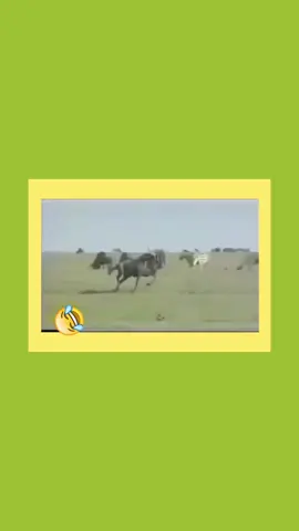 #اضحك😂 #fypシ゚viral🖤video🤗fory #اكسبلورexplore❥🕊🦋💚❤ #جمهور #اضحك_ولاتحط_ببالك .