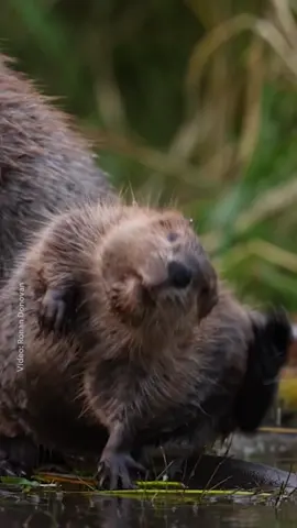 They're as wobbly as they are cute! These young beavers are at home in the cold waters of Montana, hundreds of miles north of where a massive fire ripped through Colorado in 2020. Nearly everything was destroyed in the fires—except for the areas where beavers had been at work. For centuries, they were seen as pests. Now, beavers are emerging as an unexpected solution to one of our biggest climate crises. Discover how these industrious animals could help shape a more resilient future at the 🔗 in bio.