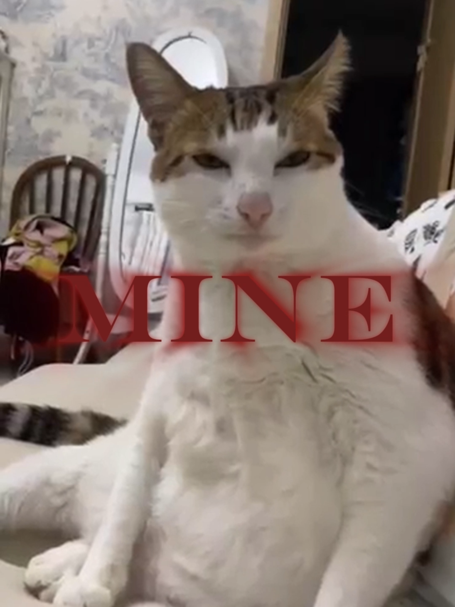 Uncle Bao is my king. Edit with @maxievz #unclebao #tangyuan #chinesecat #catedit #cat