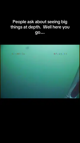 Been looking for this footage and finally found it. This was the largest artic Jelly I ever saw. Easily 10-15ft in diameter and its trail of stinging cells was beyond visibility. I know it is hard to tell without reference, but this things was HUGE. #diving #ocean #underwaterphotography #fyp #trending 