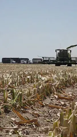 New Claas 1200 Jaguar chopping in California! @CLAAS of America #claas #forageharvester #jaguar1200 #California 