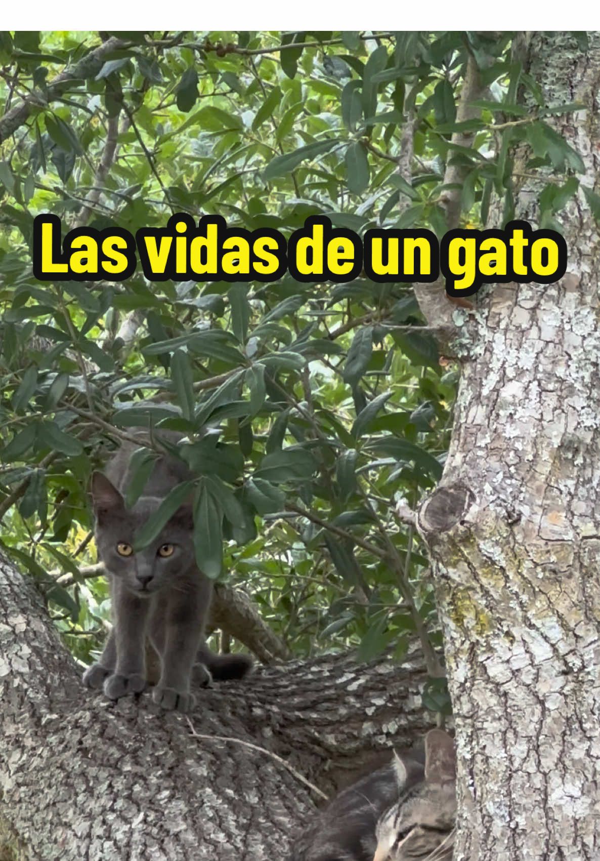 Dicen que los gatos tienen nueve vidas, pero pocos se han preguntado qué hacen con ellas. ¿Son solo mitos, o cada vida encierra una historia que merece ser contada?#vidadegato#catlife#gatos#gatolovers#gato 