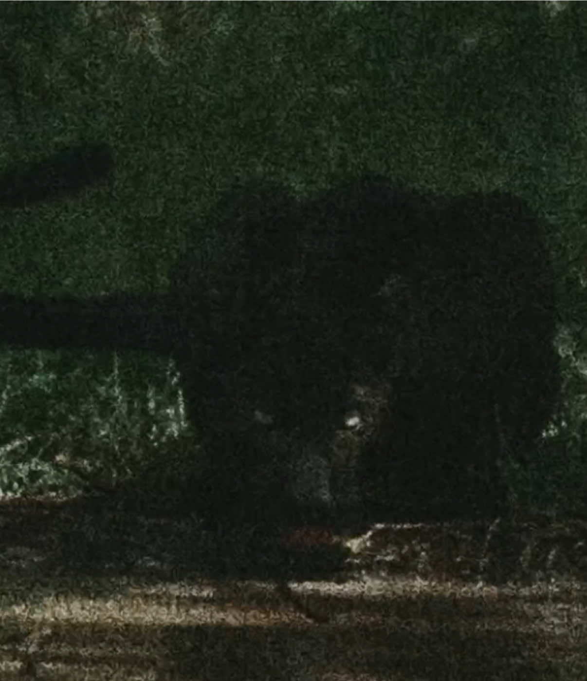 Jaguars #targetaudience #nature #pantera 