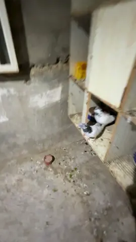 #حمام_باكستاني 