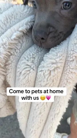 Come with us 😊💗#puppys #staffy #beautiful #staffylove #fyp 