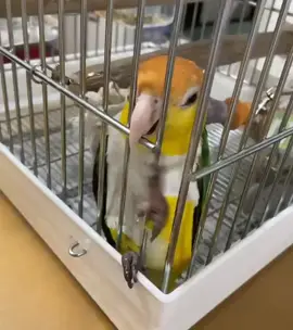 #loveparrots❤️❤️❤️❤️😀😀🦜🦜 #smartbirds🐦🐦 #lpveparrots #lovebirds❤️❤️ 