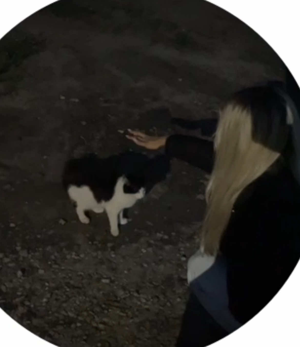 #рек 🐈‍⬛