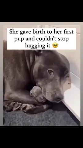 Link in bio to get all of these dog products for 30% off❤️ #RescuedNotForgotten #Rescue #RescueDog #dogyrescue #dogsoftiktok 