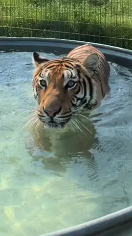 very sneaky. very stealthy. And yet another very good reason why we never enter the enclosures with our rescued residents 😉🐅. #tiger #tigers #tigerstripes #tigerlove #tigerlover #rescuedcat #catbehavior #funnycat #playfulcat #swimmingtiger #tigerswim #catpounce #catsanctuary #wildcatsanctuary 