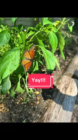 Finally saw my first Monarch Butterfly of the summer! #butterflies #monarchbutterfly #savethebutterflies 