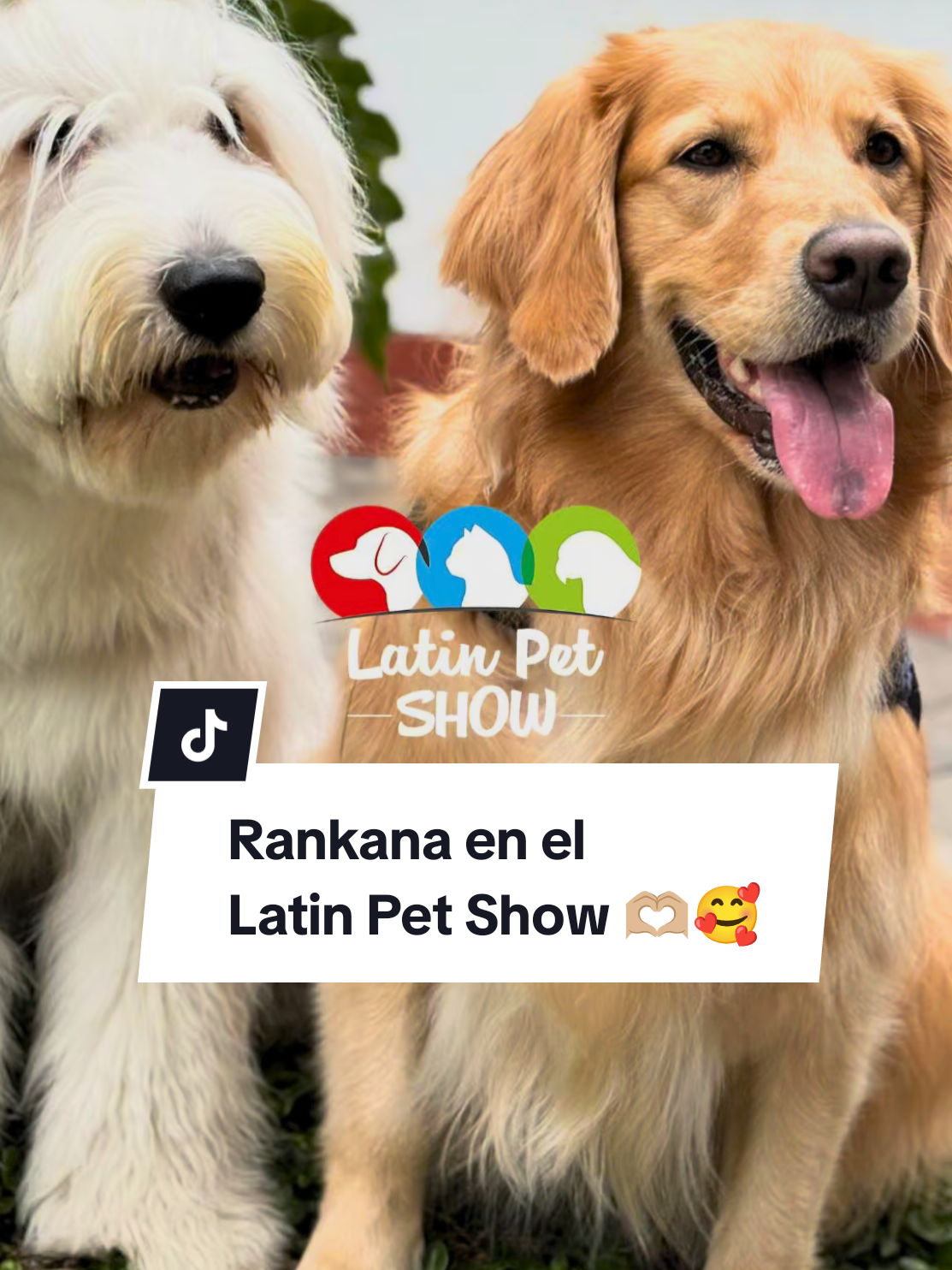 ¡Tenemos una cita mañana 16 y domingo 17 de agosto! Te esperamos 🫶🏼🥰  #latinpetshow #gatos @Latín Pet Show  #latinpetshow2025 #perros  #mascotas 