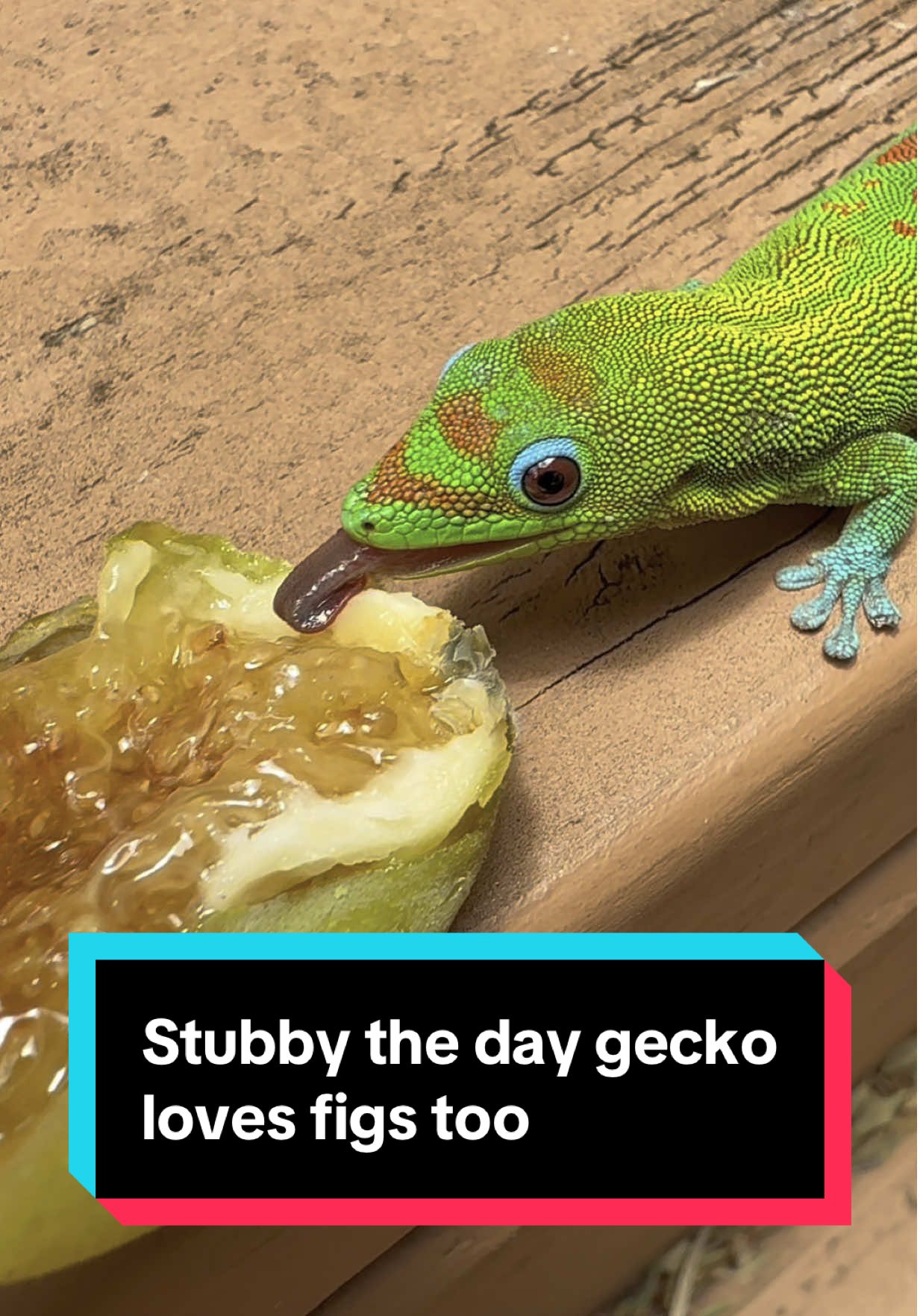 Stubby the day gecko loves figs too
