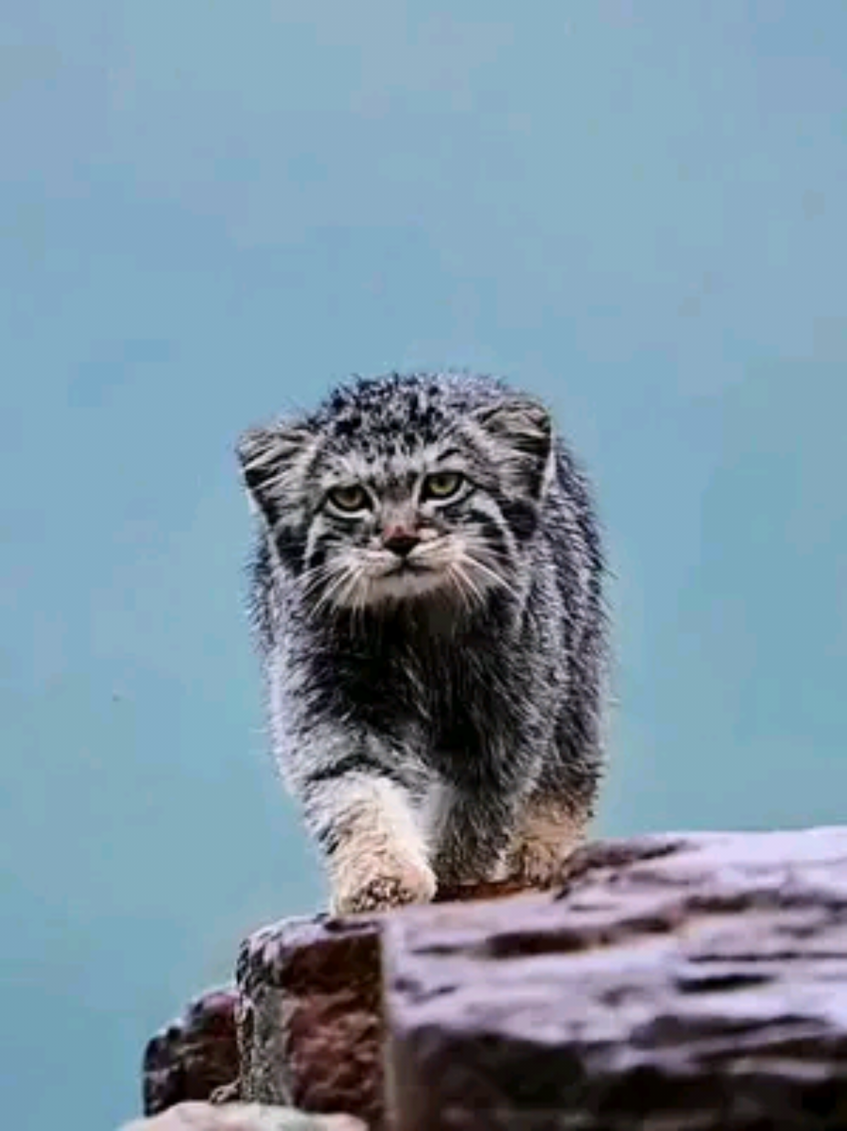 The tiger descends from the mountain. Because it is a nocturnal animal, Manol Kiki is active and often forages at dusk. It has very sharp eyesight and hearing, allowing it to react quickly even with the slightest changes in its surroundings. #Protect_Nature #Protect_Wild_Life #Wild_Life_Distance 