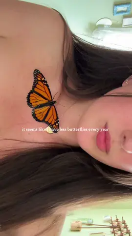- breaks my heart #savethemonarchs #butterfly #monarchbutterfly #plantmilkweed 