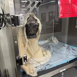 It’s been 10 long days since Talia entered our care. Her case was one of the most disturbing cases of animal abuse we had ever seen. Talia was clinging to life, her body ravaged by starvation, infection, and abuse. She couldn’t regulate her blood sugar, her temperature was dangerously low, and she was dependent on IV dextrose and life-saving care. Today, thanks to our incredible veterinary team and your support, we have some hopeful news:  Talia is finally off dextrose and able to regulate her own blood sugar. We can’t fully express how amazing this accomplishment is and how hopeful it is for Talia‘s recovery. She still needs heat support as her body learns to maintain its temperature. Because of this, she can’t have a full bath just yet, instead, the team is gently cleaning her in small sections with gauze and drying her immediately afterward. We’re eager to remove the thick crusts covering her skin, but keeping her warm and stable has to come first. She’s eating four full meals a day and even discovered that not all people are scary, especially the ones who bring food. She’s not out of danger yet. Her anemia, temperature regulation, and overall strength are still being closely monitored, and her medical bills continue to climb. But for the first time, she’s turning a corner. Talia’s resilience is nothing short of inspiring. We promised her a chance at life, and with your help, we’re keeping that promise. To donate:  Link in bio