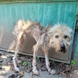 PLEASE USE OUR PAYPAL LINK IN BIO TO HELP THIS INNOCENT SOUL🙏🥹🆘️🚨🚨The weak little dog was abandoned in a deserted park-lonely, terrified, and full of despair. But everything changed the day he was rescued. With care, love, and a safe place to heal, this once-forgotten pup now knows whatof despair. But everything changed the day he was rescued. With care, love, and a safe place to heal, this once-forgotten pup now knows what it truly means to be home💔🙏🙏