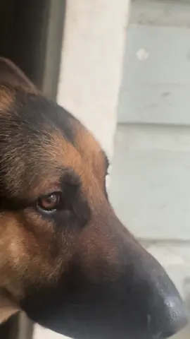 Watching the rain with Koda 