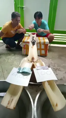100 lang ang pinili ng isda ko #video #trending #fyp #viral 