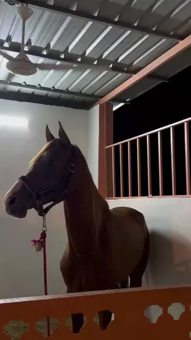 #خيل_وخياله🐎 #fyp #خيل 