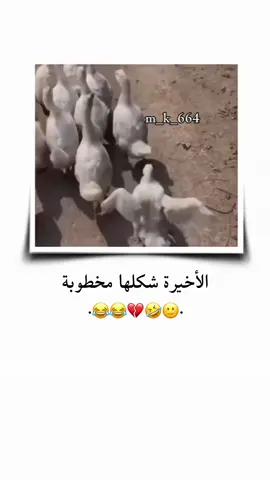 شكلها مخطوبة 🤣😂 . . . . . #الشعب_الصيني_ماله_حل😂😂 #تصميمي #ستوريات #انستا #اكسبلور 