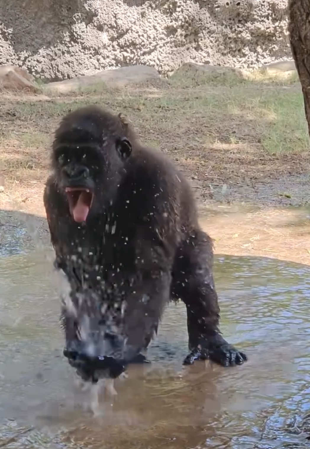 There’s never a boring moment with Bruno around! 🤣😛 Enjoy this highlight reel of the little guy splashing (aka drinking) his way into the weekend! 💦🦍 📸: Keeper Angie