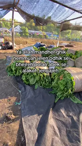 #katakatamadura #quotesmadura #petaniindonesia🇮🇩🇮🇩🇮🇩🌿🌿 #petanimuda 