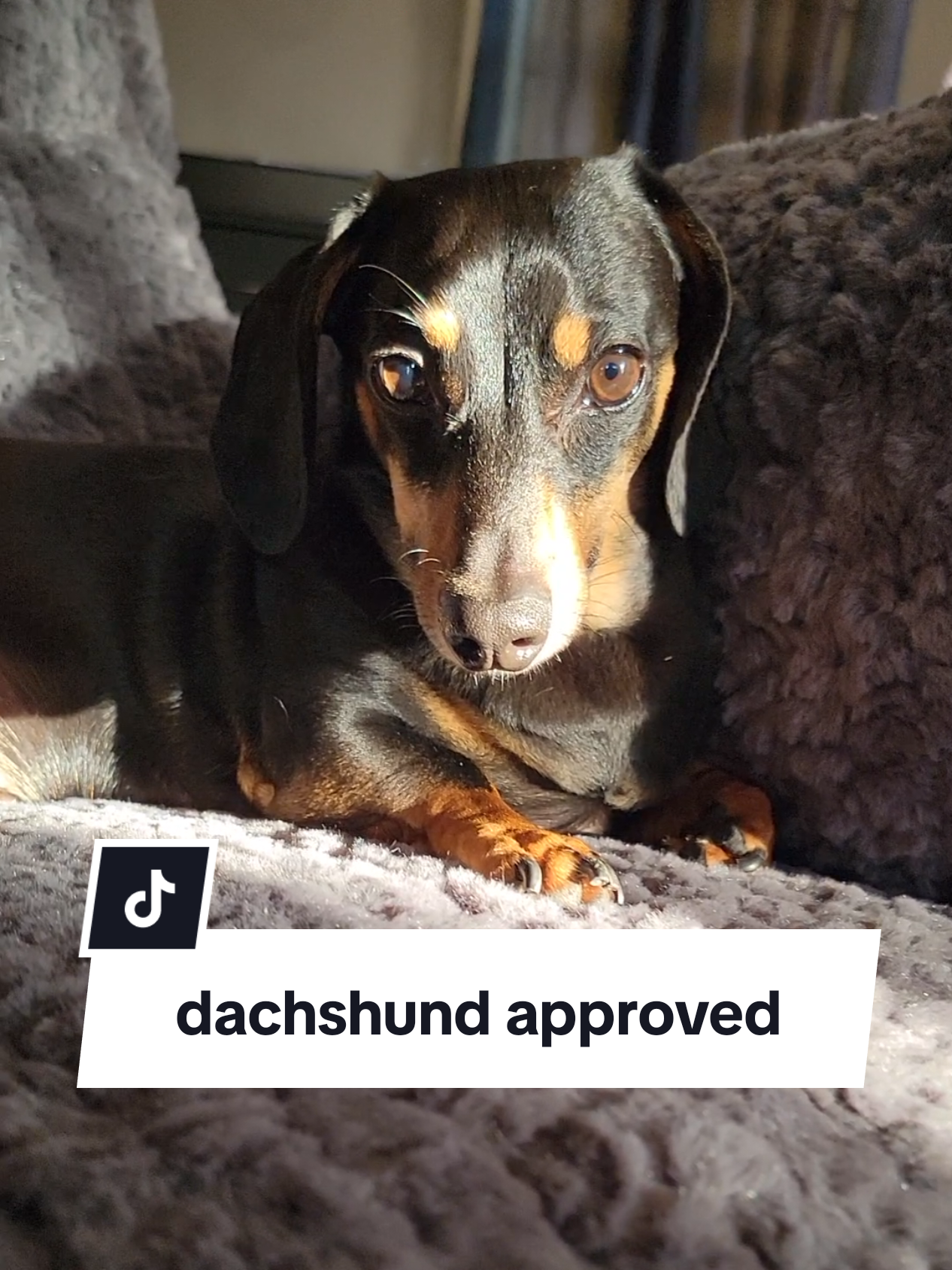 lol he looks so guilty #nursey #babyroom #dachshund #dog 