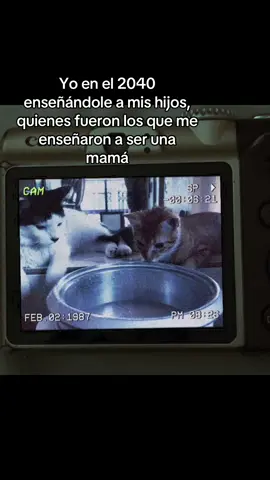 Son mis hijos🐱🖤🧡🤍#CapCut #fypシ゚ #gato #mamagatuna #parati 
