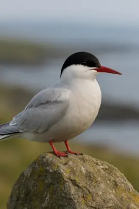 ArcticTernMacroLensa #MacroLensa #ArcticTernCloseUp #BirdPhotography #WildlifeMacro #NatureCloseUp