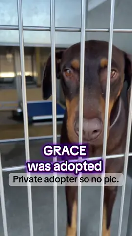 Grace was adopted! #doberman #friday #adoptdontshop 