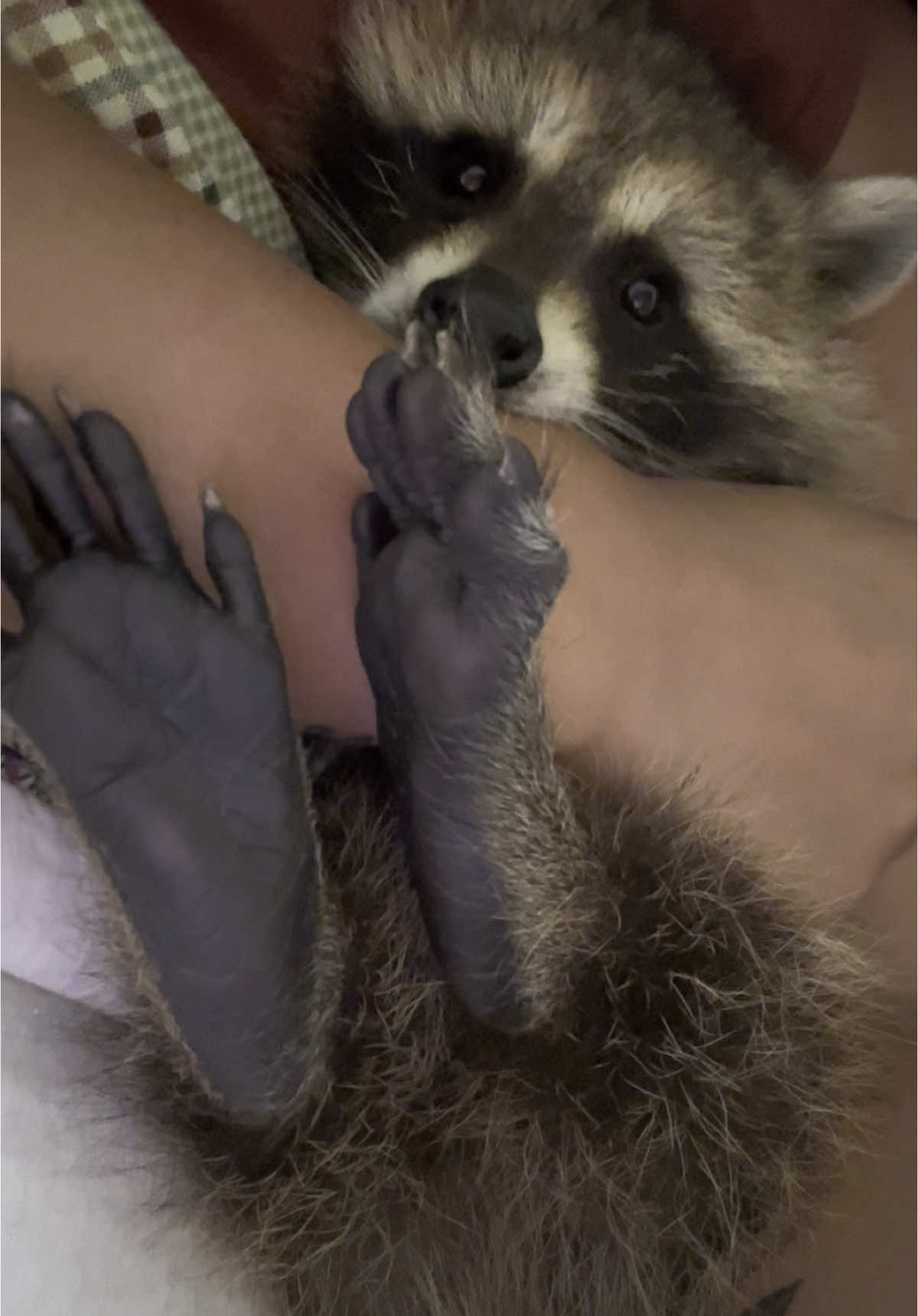 Am I the only one that didn’t know raccoons purred??? #raccoonsoftiktok #raccoonlife #raccoons #fyp #viral #raccoon #mamaluv 